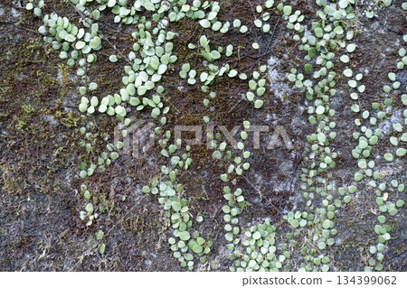 Blood ivy and moss growing on an old concrete wall 134399062