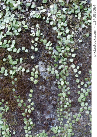 老舊的混凝土牆上長滿了血藤和苔蘚。 134399064