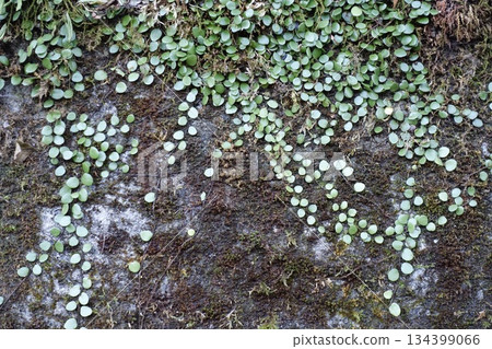 Blood ivy and moss growing on an old concrete wall 134399066