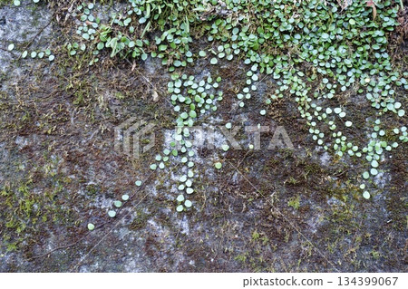 老舊的混凝土牆上長滿了血藤和苔蘚。 134399067