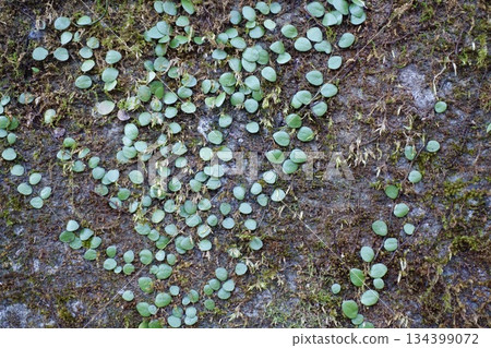 老舊的混凝土牆上長滿了血藤和苔蘚。 134399072