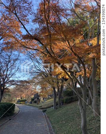 花園裡的秋葉 134399074