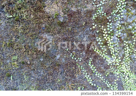 老舊的混凝土牆上長滿了血藤和苔蘚。 134399154