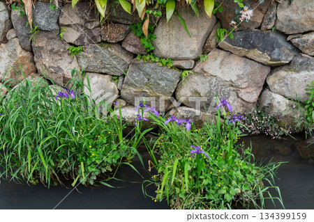 Photographing the Iba Suigo Village, a Japanese Heritage Site remaining in the eastern plains of Lake Biwa 134399159