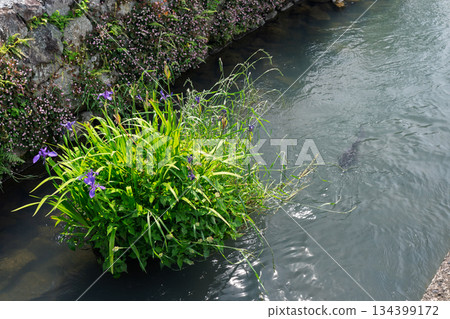 拍攝伊場水鄉村，這是位於琵琶湖東部平原上的日本文化遺產。 134399172