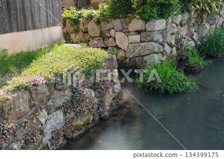Photographing the Iba Suigo Village, a Japanese Heritage Site remaining in the eastern plains of Lake Biwa 134399175