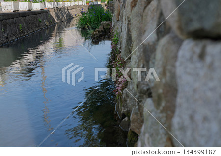 Photographing the Iba Suigo Village, a Japanese Heritage Site remaining in the eastern plains of Lake Biwa 134399187