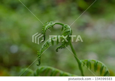 Close-up macro shot of green spiral fiddlehead fern shoot unfurling in lush tropical rainforest environment. Close-up macro shot of green spiral fiddlehead fern shoot unfurling in lush tropical rainforest environment. 134399383
