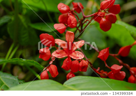Macro detail of vibrant red tropical flower blossoms and buds surrounded by lush green rainforest foliage. Macro detail of vibrant red tropical flower blossoms and buds surrounded by lush green rainforest foliage. 134399384