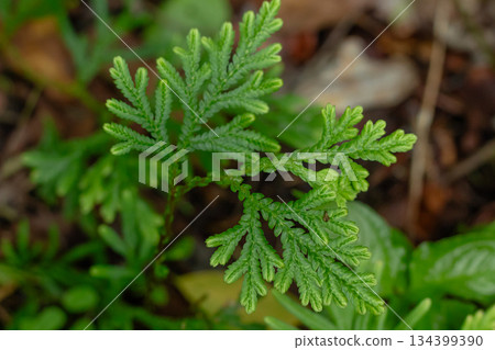 Close up detail of vibrant green Selaginella spikemoss leaves growing on damp forest floor, macro shot. Close up detail of vibrant green Selaginella spikemoss leaves growing on damp forest floor, macro shot. 134399390