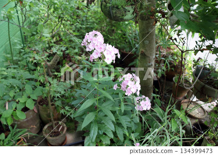 Flock of oleander Perennial flock of oleander Dianthus 134399473