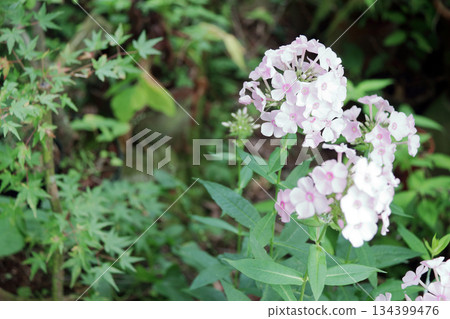 Flock of oleander Perennial flock of oleander Dianthus 134399476