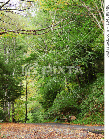 Autumn scenery of birch forest and fallen leaves on the ground in Kamikochi, a popular tourist spot 134399486
