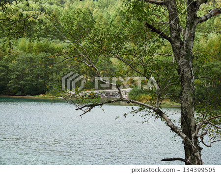 Autumn scenery of the tourist attraction Kamikochi forest and Azusa River 134399505