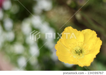 A close-up of a single yellow flower A close-up of a single yellow flower 134399767