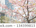 Cherry blossoms blooming in the city 134399813
