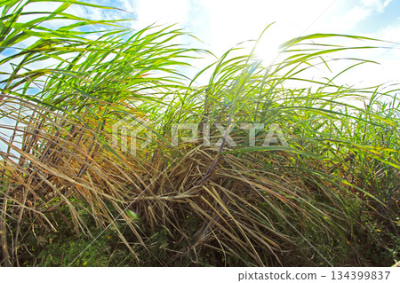 Okinawa scenery sugar cane field 134399837
