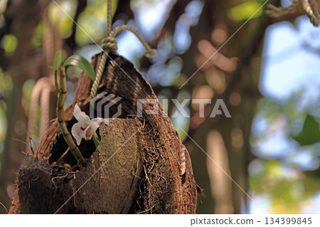 Secocran Plant Rock Tree Root Palm Fruit Secocran Plant Rock Tree Root Palm Fruit 134399845