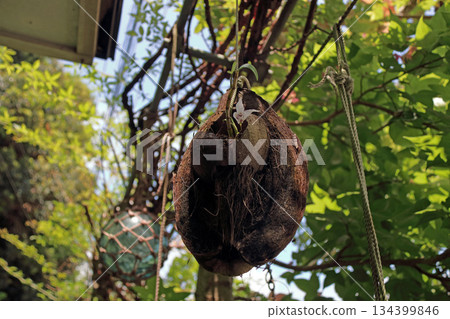 塞科克蘭植物岩樹根棕櫚果實 塞科克蘭植物岩樹根棕櫚果實 134399846