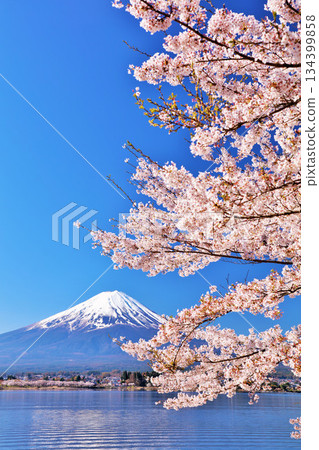Spring Fuji in Japan and cherry blossoms 134399858