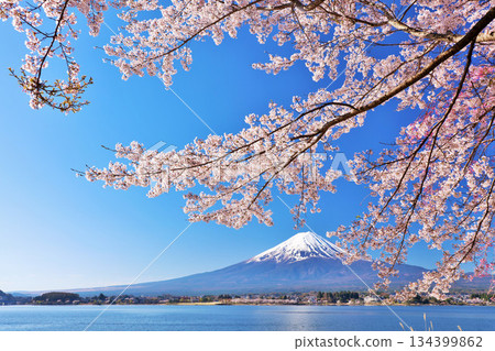 日本的春天富士和櫻花 134399862