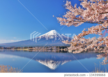 日本的春天富士和櫻花 日本的春天富士和櫻花 134399868