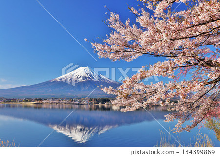日本的春天富士和櫻花 日本的春天富士和櫻花 134399869