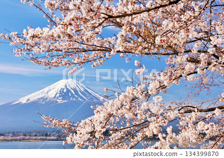 日本的春天富士和櫻花 日本的春天富士和櫻花 134399870