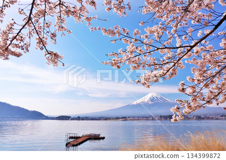 日本的春天富士和櫻花 134399872
