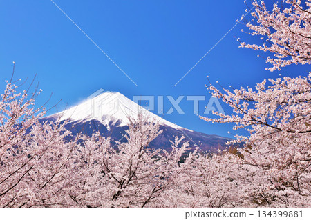 Spring Fuji in Japan and cherry blossoms Spring Fuji in Japan and cherry blossoms 134399881
