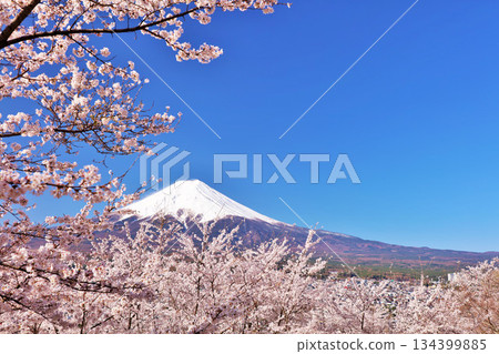 Spring Fuji in Japan and cherry blossoms 134399885