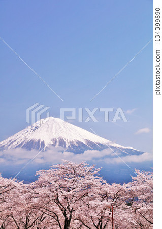 日本的春天富士和櫻花 134399890
