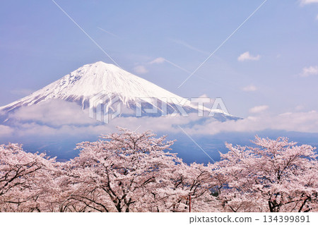 日本的春天富士和櫻花 134399891