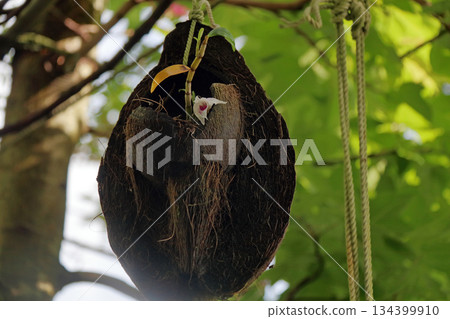 塞科克蘭植物岩樹根棕櫚果實 塞科克蘭植物岩樹根棕櫚果實 134399910