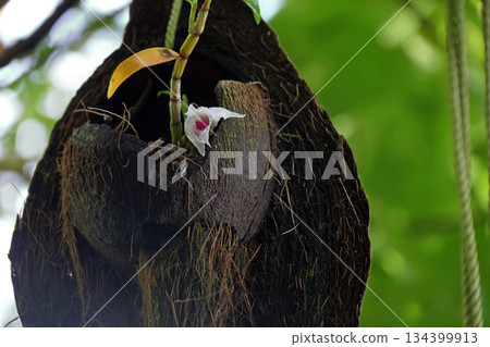 塞科克蘭植物岩樹根棕櫚果實 塞科克蘭植物岩樹根棕櫚果實 134399913