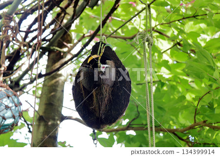 塞科克蘭植物岩樹根棕櫚果實 塞科克蘭植物岩樹根棕櫚果實 134399914