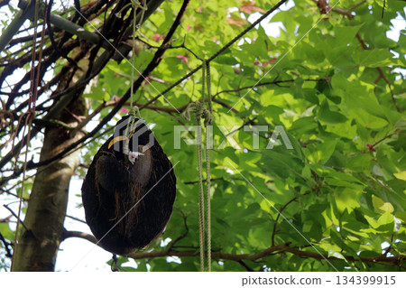 塞科克蘭植物岩樹根棕櫚果實 塞科克蘭植物岩樹根棕櫚果實 134399915