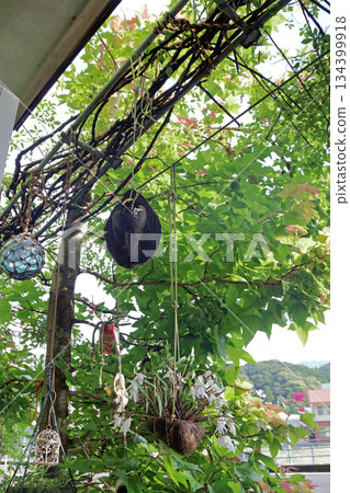 塞科克蘭植物岩樹根棕櫚果實 塞科克蘭植物岩樹根棕櫚果實 134399918