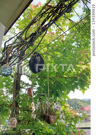 塞科克蘭植物岩樹根棕櫚果實 塞科克蘭植物岩樹根棕櫚果實 134399919