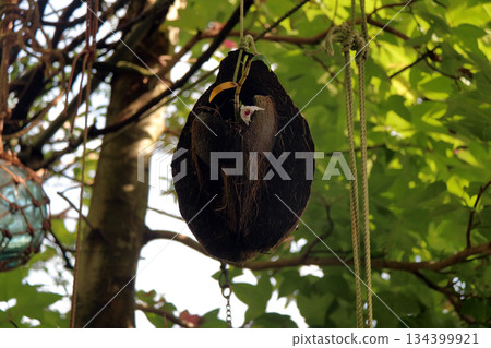 塞科克蘭植物岩樹根棕櫚果實 塞科克蘭植物岩樹根棕櫚果實 134399921