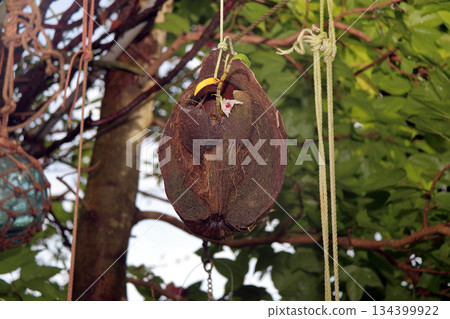 Secocran Plant Rock Tree Root Palm Fruit 134399922