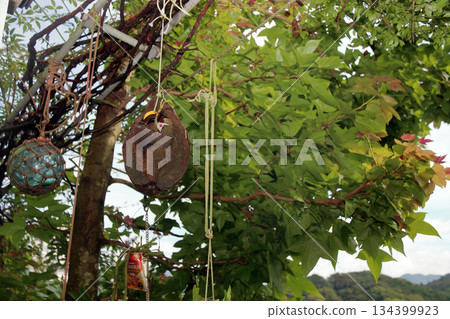 塞科克蘭植物岩樹根棕櫚果實 塞科克蘭植物岩樹根棕櫚果實 134399923