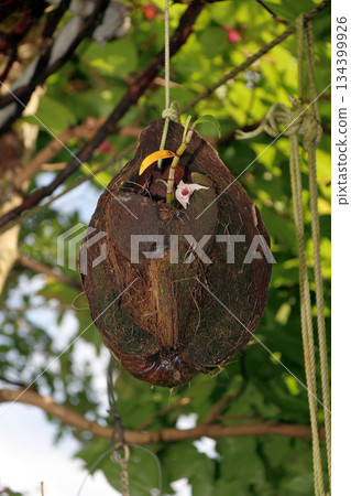 Secocran Plant Rock Tree Root Palm Fruit 134399926