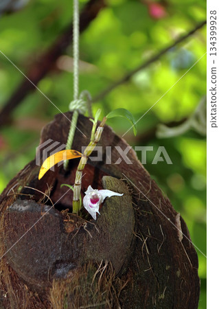 Secocran Plant Rock Tree Root Palm Fruit Secocran Plant Rock Tree Root Palm Fruit 134399928