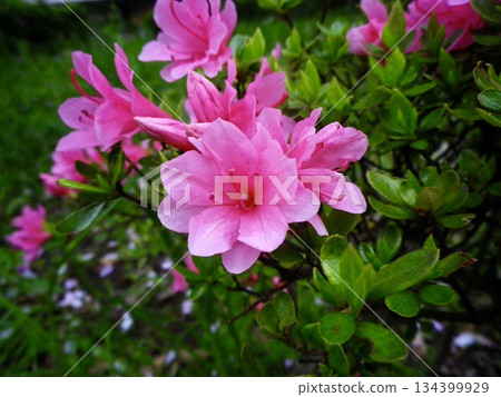 Fresh green leaves and vibrant pink azaleas 134399929
