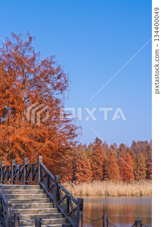 Redwood forest and wooden boardwalk by lake in Shanghai in autumn 134400049
