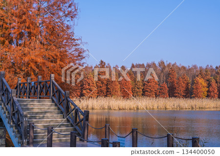 上海秋日湖畔紅杉林與木棧橋 134400050