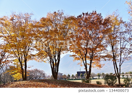 千曲市中央公園的街道兩旁,秋天的櫸樹葉鋪滿了街道。 千曲市中央公園的街道兩旁,秋天的櫸樹葉鋪滿了街道。 134400073