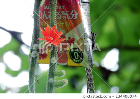 克雷斯特仙人掌(Craist Cactus Winteri)深紅花貓尾仙人掌(Crimson Flower Cat's Tail Cactus)室內植物稀有仙人掌串仙人掌(String Cactus Hilde Winteri) 克雷斯特仙人掌(Craist Cactus Winteri)深紅花貓尾仙人掌(Crimson Flower Cat's Tail Cactus)室內植物稀有仙人掌串仙人掌(String Cactus Hilde Winteri) 134400074