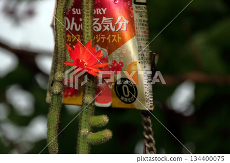 克雷斯特仙人掌(Craist Cactus Winteri)深紅花貓尾仙人掌(Crimson Flower Cat's Tail Cactus)室內植物稀有仙人掌串仙人掌(String Cactus Hilde Winteri) 克雷斯特仙人掌(Craist Cactus Winteri)深紅花貓尾仙人掌(Crimson Flower Cat's Tail Cactus)室內植物稀有仙人掌串仙人掌(String Cactus Hilde Winteri) 134400075